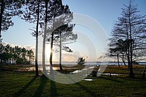 Sunset on lake beach grass trees silhouette in Lacanau France