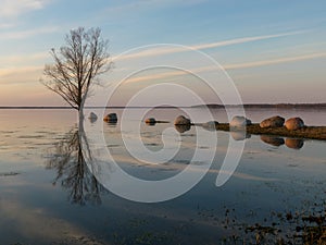 Sunset on lake beach wild tree silhouette