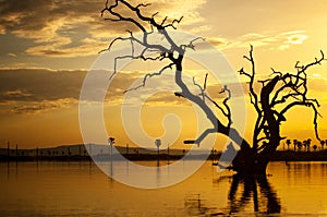 Sunset on the lake manze in africa - national park selous game reserve in tanzania