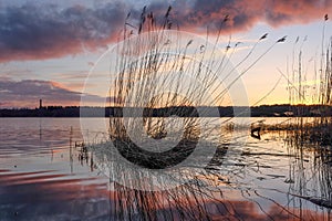 Sunset on a lake. Old reed reflection in water.