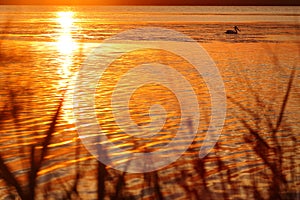 Golden sun glimmer on rippled water, lake idyll with pelican photo