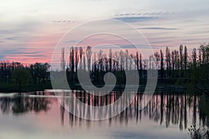 Sunset on a lake with a pink sky and a ridge of poplars with reflection in the water