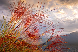 Sunset lake with red reed flowers