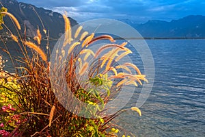 Sunset lake with reed flowers, sunset sun