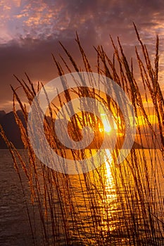 Sunset lake with reed flowers, sunset sun