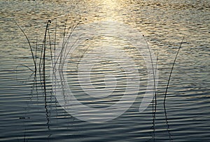 Sunset Lake Reflections With Reeds