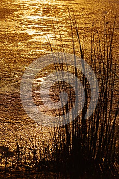 Sunset on lake and silhouette of grass, bright yellow orange colors on water surface of small overgrown pond.