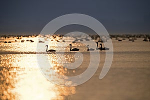 Sunset lake and swan