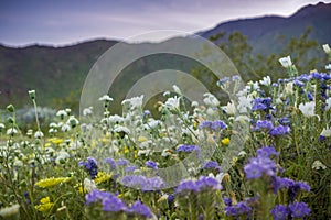 Sunset landscape in Anza Borrego Desert State Park during a spring super bloom, California photo