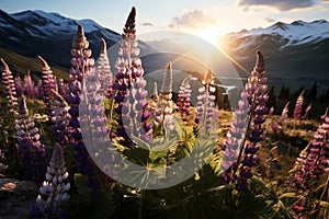 Sunset landscape of blooming purple and pink lupines in a meadow - AI Generated