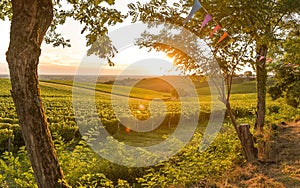 Sunset landscape bordeaux wineyard france