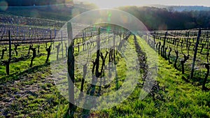 Sunset landscape in bordeaux wineyard france