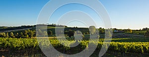 Sunset landscape bordeaux wineyard france