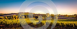 Sunset landscape bordeaux wineyard france