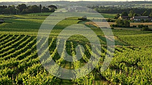 Sunset landscape bordeaux wineyard france, europe Nature