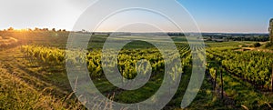 Sunset landscape bordeaux wineyard france, europe Nature