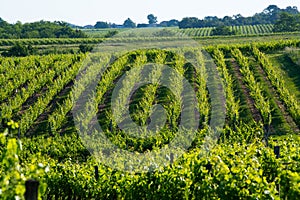 Sunset landscape bordeaux wineyard france, europe Nature