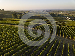 Sunset landscape bordeaux wineyard france, Nature