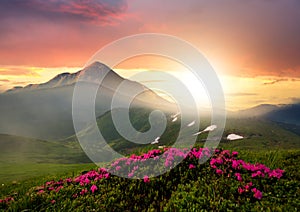 Sunset landscape with green grass meadow, red blooming flowers, high peaks and foggy valley under vibrant colorful evening sky in