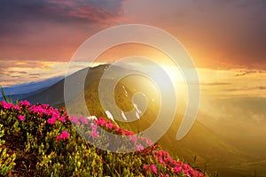 Sunset landscape with green grass meadow, red blooming flowers, high peaks and foggy valley under vibrant colorful evening sky in