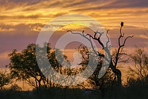 Sunset landscape in Kruger National park