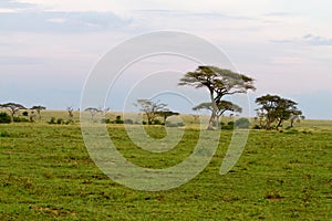 Sunset landscape in Serengeti National Park