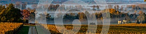 Sunset landscape and smog in bordeaux wineyard france, europe