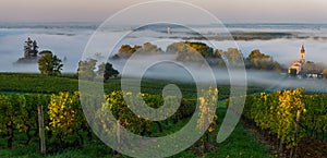 Sunset landscape and smog in bordeaux wineyard, Loupiac, France, Europe