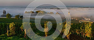 Sunset landscape and smog in bordeaux wineyard, Loupiac, France, Europe