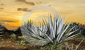 Tequila agave lanscape sunset photo