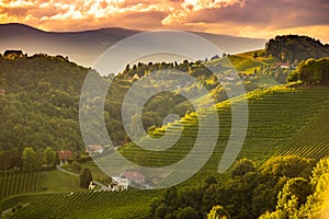 Sunset landscape of vineyard rows on Austrian countryside in Leibnitz Kitzeck im Sausal