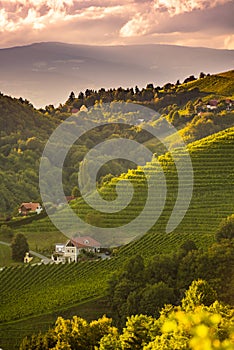 Sunset landscape of vineyard rows on Austrian countryside in Leibnitz Kitzeck im Sausal