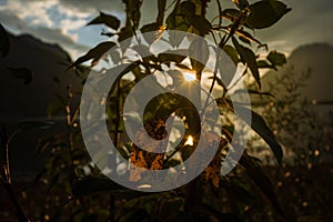 Sunset with Last Rays of Light Through Leaves