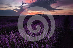 Sunset at lavender field in Bulgaria