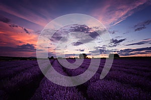 Sunset at lavender field in Bulgaria