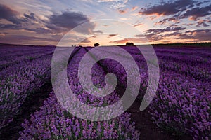 Sunset at lavender field, Bulgaria