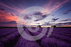 Sunset at lavender field, Bulgaria