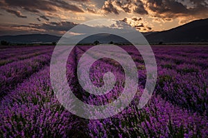 Sunset at lavender field, near Kazanlak town, Bulgaria