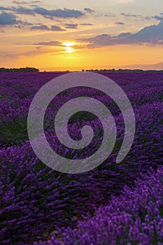 Sunset on the lavender field