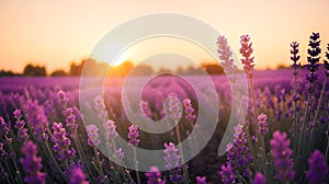 Sunset lavender field. Sunset in countryside over agricultural blooming lavender field. Lavender flower field, Blooming Violet