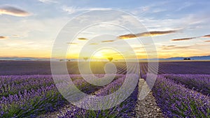 Sunset on lavender field with two trees and yellow sun