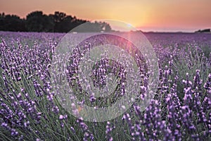 Sunset in lavender fields near Valensole in Provence, France. Landscape purple flowers of lavender.