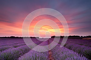 Sunset lavender in France