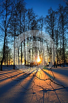 Sunset through leafless trees in winter