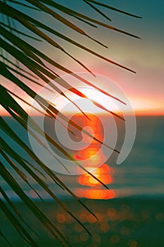 Sunset through leaves of palm trees on Indian ocean