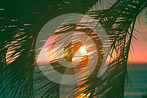 Sunset through leaves of palm trees on Indian ocean