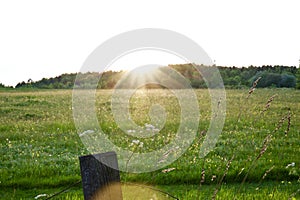 Sunset lens flare over a meadow