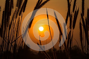 Sunset light with flower and grass background