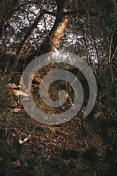 Sunset light illuminates the interior of the forest.