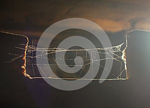sunset light illuminating a spider web